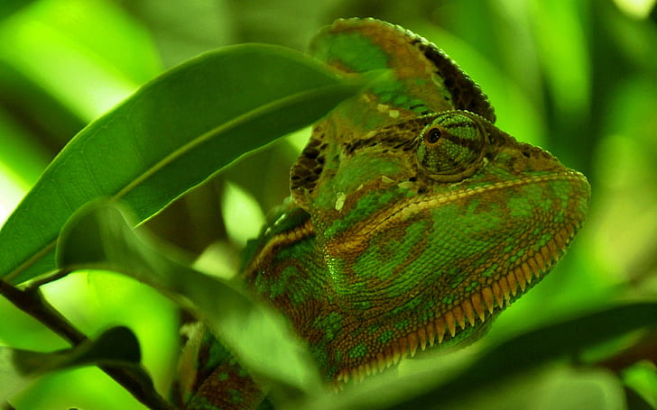 chameleon, reptile backgrounds, color, leaves, HD wallpaper