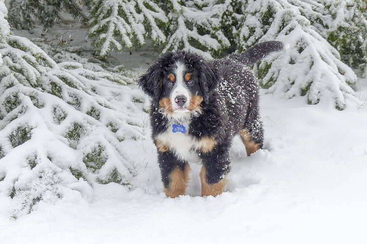 czarno-biały szczeniak, berneński pies pasterski, berner sennenhund, pies, zima, śnieg, Tapety HD
