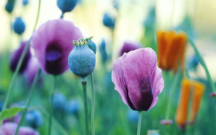 보라색과 파란색 꽃, 양 귀 비, 필드, 꽃잎, 씨앗, 잔디, HD 배경 화면