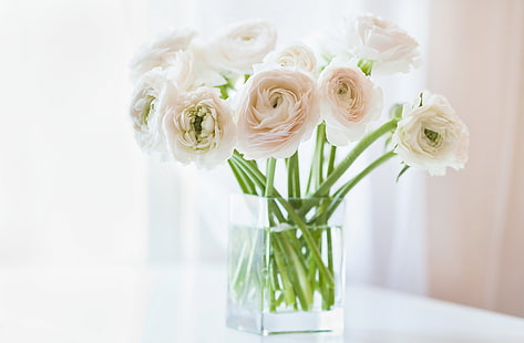 różowe kwiaty piwonii, kwiaty, wazon, biały, Jaskier, azjatycki, Jaskier, Tapety HD HD wallpaper
