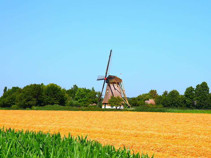 campo de trigo perto de moinho sob o céu azul, moinho de vento, campo de trigo, moinho, céu azul, amsterdam, grão, campos, agricultura, natureza, rural cena, campo, fazenda, verão, céu, paisagem, HD papel de parede