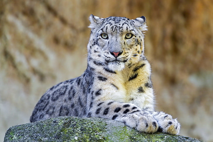 white and gray leopard, face, stay, stone, predator, IRBIS, snow leopard, HD wallpaper