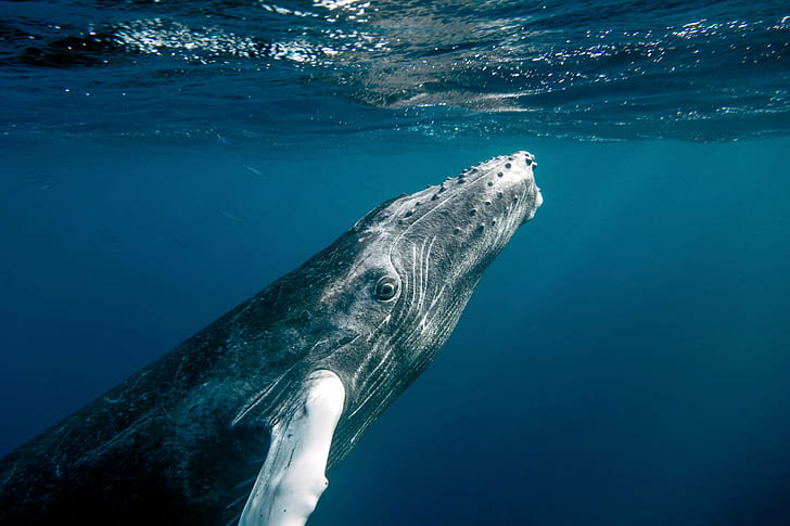 혹등 고래의 수중 사진, 인간, 사진 작가, 크리스토퍼 미셸, 수중 사진, 혹등 고래, 바다의 중심부에서, Moby Dick, 혹등 고래, 바다, 도널드 트럼프, 바다, 동물, 자연, 수중, 고래, 야생 동물, 포유류, HD 배경 화면