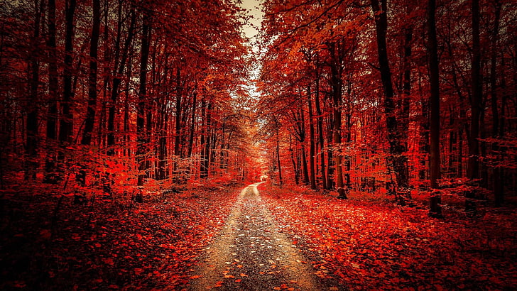 röda löv, grusväg, väg, skogsväg, skog, höst, lövfällande, skog, träd, HD tapet