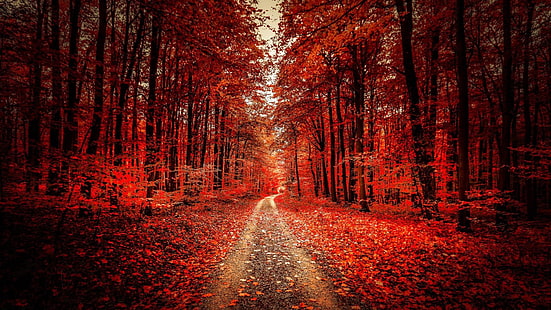 赤い葉、未舗装の道路、道路、森の小道、森、秋、落葉樹、森、木、 HDデスクトップの壁紙 HD wallpaper