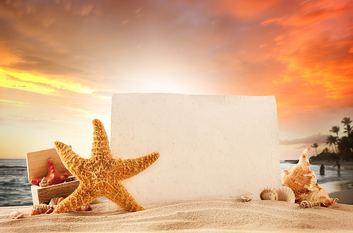 brown starfish, sand, sea, beach, summer, the sun, stay, vacation, tropical, starfish, seashells, HD wallpaper