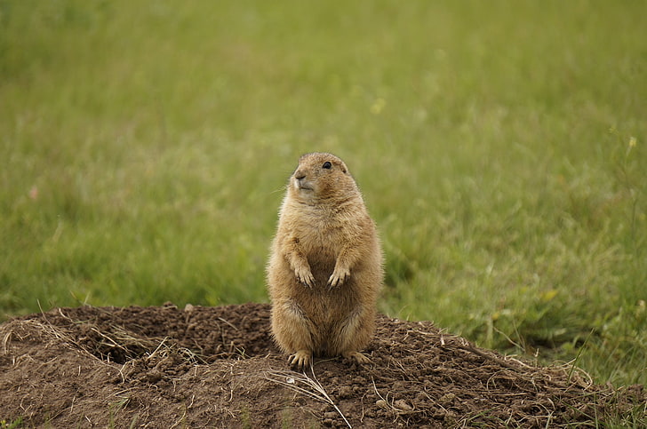 brown beaver, prairie dog, rodent, standing, HD wallpaper