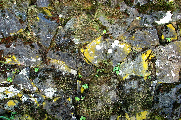 background, gray, lichen, moss, nature, rock, stone, texture, wall, HD wallpaper