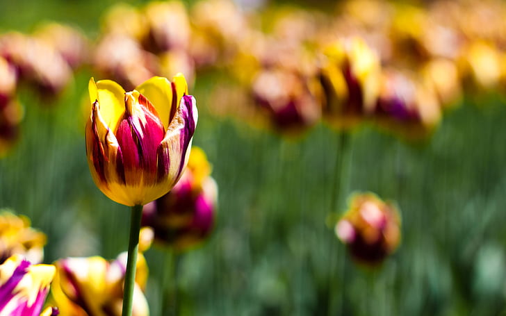 Spring, Bokeh, Tulips, Botanical garden, Yellow, Blossom, HD wallpaper