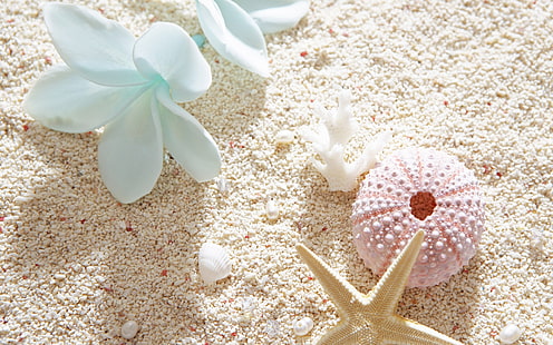 brown starfish, flowers, sand, seashells, summer, mood, HD wallpaper HD wallpaper