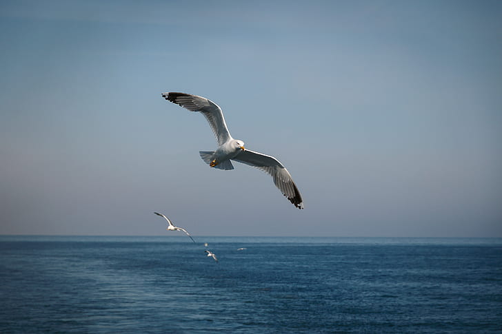 seagull, HD wallpaper