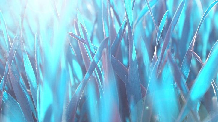 nature, leaves, blue background, plants, cyan, HD wallpaper