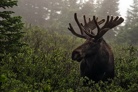 Animal, Moose, HD wallpaper HD wallpaper