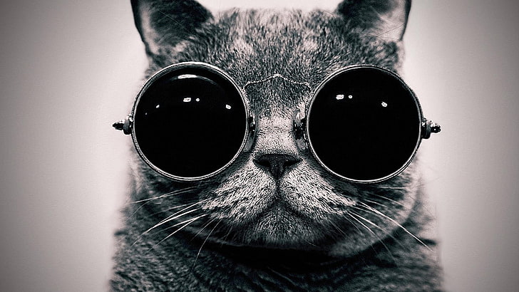 сива котка, носеща слънчеви очила цифров тапет, сива снимка на котка, носеща слънчеви очила, очила, монохромен, котка, животни, слънчеви очила, HD тапет
