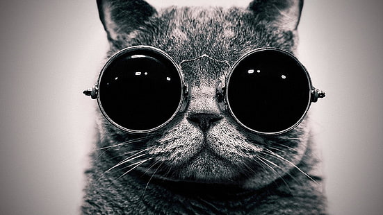 gatto grigio che indossa occhiali da sole sfondo digitale, foto in scala di grigi di gatto che indossa occhiali da sole, occhiali, bianco e nero, gatto, animali, occhiali da sole, Sfondo HD HD wallpaper