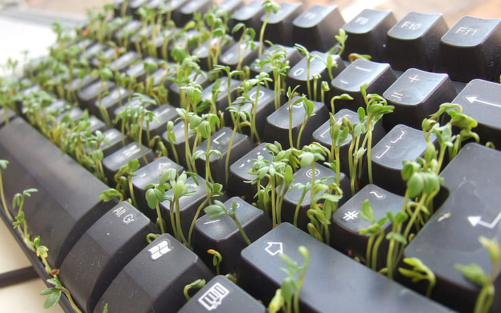 teclado de computador preto, teclados, natureza, plantas, computador, HD papel de parede