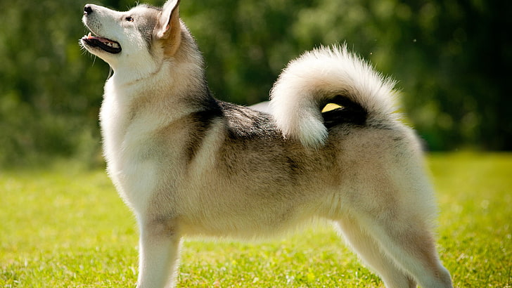erwachsener weißer und schwarzer Siberian Husky, Tiere, Hund, alaskischer Malamute, HD-Hintergrundbild