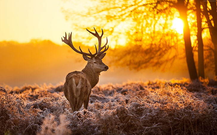 deer, animals, nature, landscape, sunlight, mammals, HD wallpaper