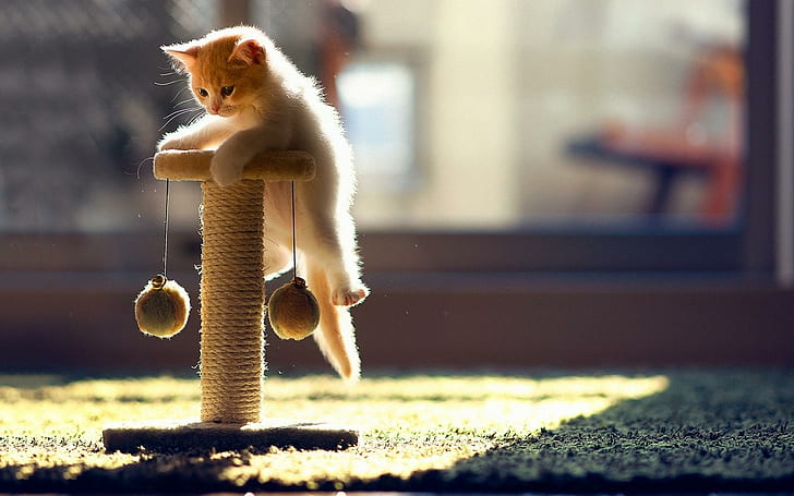 I Can Catch It, anak kucing oranye dan putih, kucing, binatang, lucu, lucu, anak kucing, Wallpaper HD