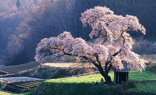 Primavera en Japón, árboles rosados, Asia, Japón, Naturaleza, Paisaje, Primavera, Árboles, sakura, flor de cerezo, Fondo de pantalla HD HD wallpaper