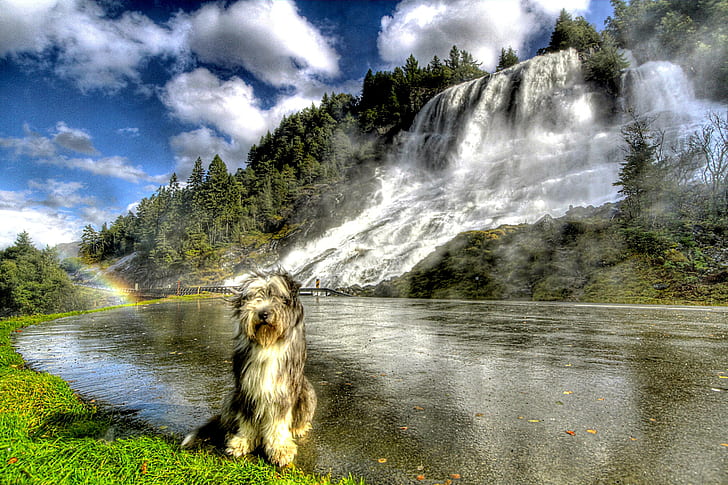 BEARDED COLLIE loves NATURE, waterfall, rainbow, waterfalls, mountains, bearded-collie, HD wallpaper
