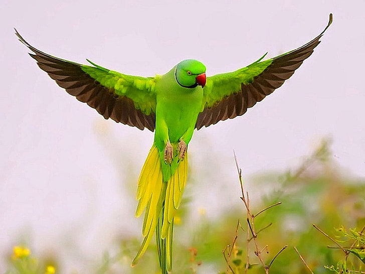 Voando verde Parrot-HD Photo Wallpaper, periquito verde, HD papel de parede