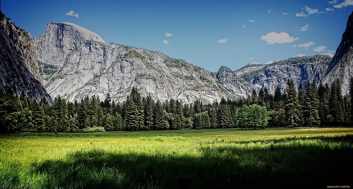 зелено и кафяво рисуване на дървета, природа, планини, дървета, национален парк Йосемити, Half Dome, HD тапет