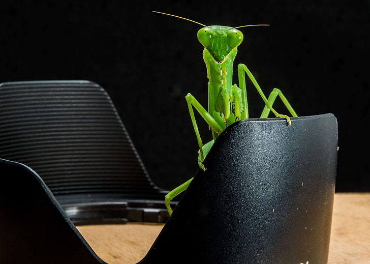 bug, camera equipment, close up, green, insect, macro, praying mantis, royalty  images, HD wallpaper