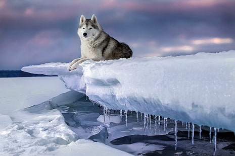 kış, kar, buz, köpek, buz sarkıtları, Husky, HD masaüstü duvar kağıdı HD wallpaper