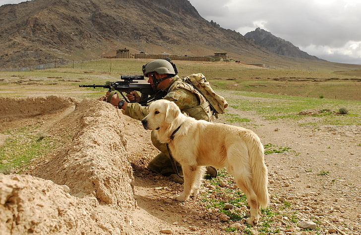 adult yellow Labrador retriever, dog, sheepdog, war, white, HD wallpaper