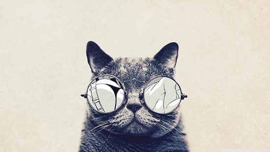 kucing, binatang, kacamata, Wallpaper HD HD wallpaper