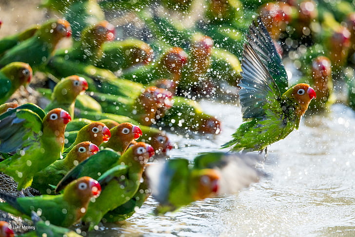 Влюбените птици на Лилиан (Agapornis Lilianae) се къпят в НП Луангва, Замбия, HD тапет
