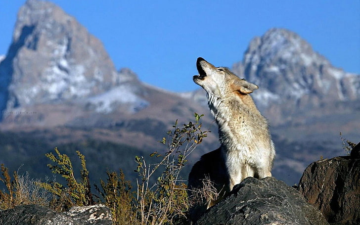 중간 코팅 갈색 늑대, 늑대, 동물, 자연, HD 배경 화면