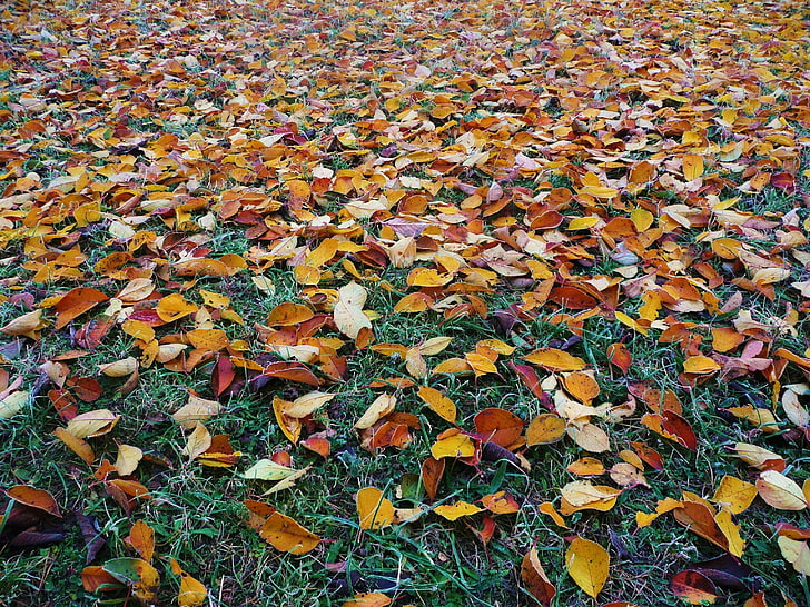 抽象、秋、秋の色、美しい、明るい、色、カラフル、環境、秋、紅葉、植物、葉、森、庭、黄金、草、地面、風景、葉、カエデ、自然、自然、オーク、10月、オランウータン、 HDデスクトップの壁紙