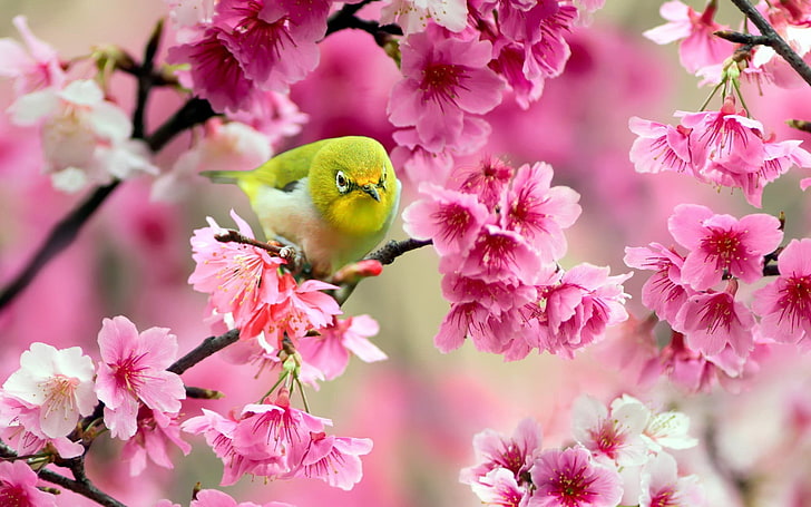 Vögel, Tiere, rosa Blumen, Blüten, Blumen, bunt, HD-Hintergrundbild