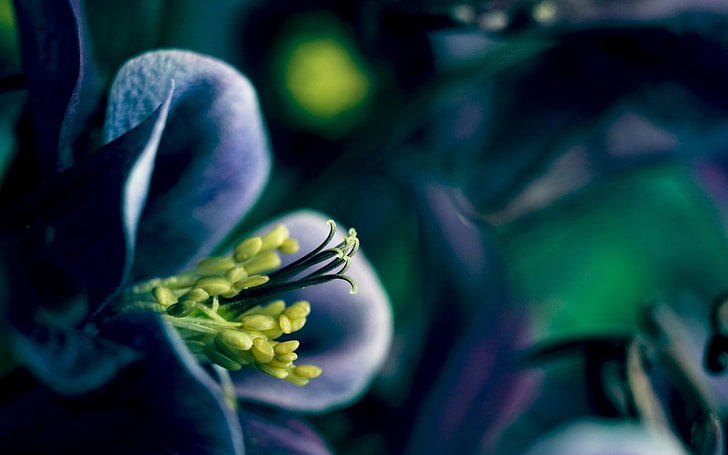 fiore viola di colombina, fiori, natura, macro, fiori blu, Sfondo HD