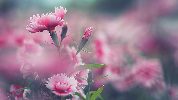 pink flowers, flowers, nature, pink flowers, HD wallpaper