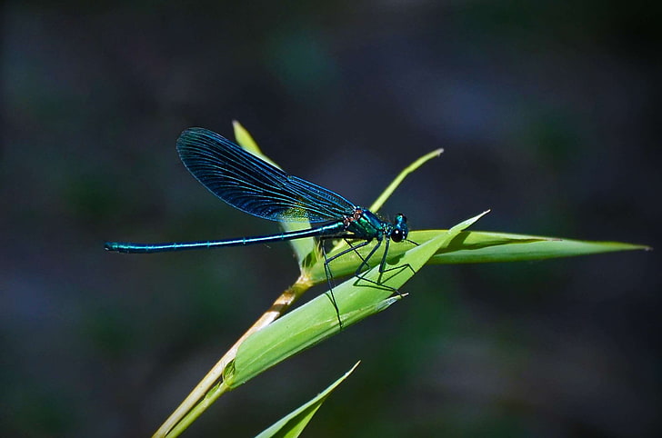 animal, blade of grass, blue, blue winged demoiselle, close up, color, colour, dragonfly, garden, insect, invertebrate, irridescent, leaf, outdoors, small dragonfly, summer, vivid, wild, wildlife, HD wallpaper