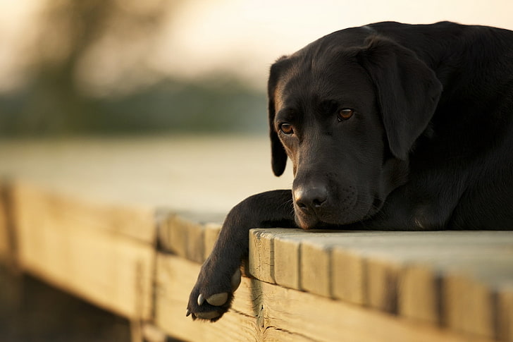 Labrador retriever nero adulto, cani, labrador, giù, triste, Sfondo HD
