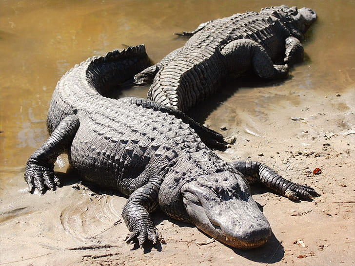 Alligators HD, two black crocodiles, animals, alligators, HD wallpaper