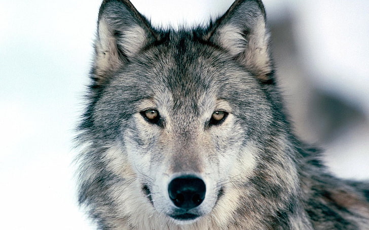 serigala abu-abu, serigala, musim dingin, salju, wajah, mata, predator, Wallpaper HD