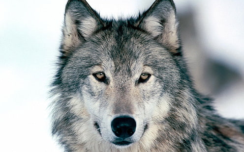 lobo cinzento, lobo, inverno, neve, rosto, olhos, predador, HD papel de parede HD wallpaper