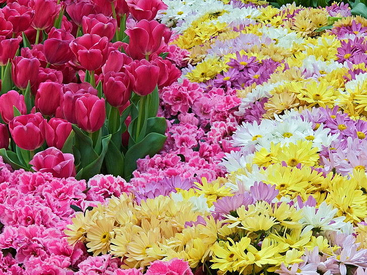 bed of flowers, tulips, chrysanthemums, carnations, flowers, carpet, HD wallpaper
