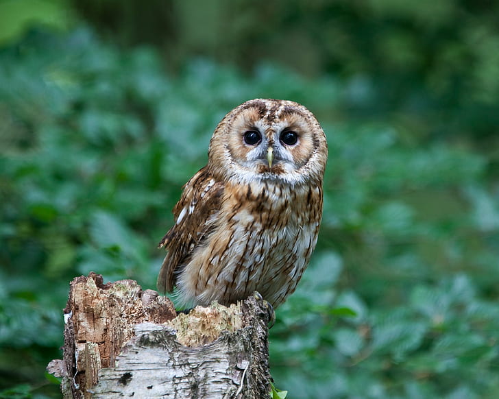 selective photo of owl, tawny owl, tawny owl, Tawny Owl, selective, photo, brown  owl, owl, bird, bird of Prey, wildlife, animal, nature, beak, carnivore, feather, animals Hunting, animals In The Wild, brown, forest, animal Eye, HD wallpaper