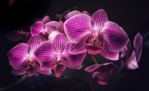 цветя, фон, черно, орхидея, HD тапет HD wallpaper