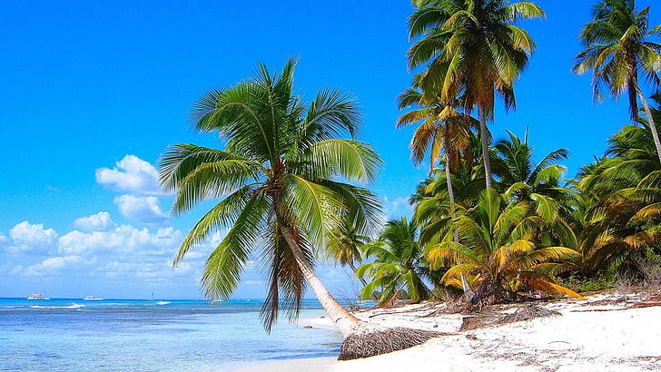 плаж, ваканция, кокос, палми, остров Саона, Доминиканска република, ваканция, океан, вода, крайбрежие, тропици, бряг, море, палма, дърво, небе, скали, палмово дърво, лято, Карибите, HD тапет