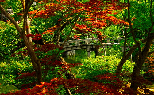 Japanese Garden (Kyoto), green and red leafed trees, Asia, Japan, cool, nice, nature, garden, kyoto, foliage, japanese, bridge, trees, HD wallpaper HD wallpaper