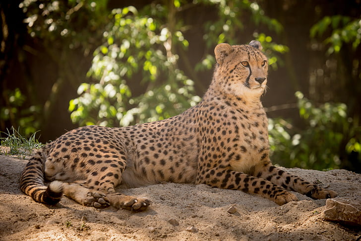 Gepard w piasku, wakacje, piasek, kot, gepard, Tapety HD
