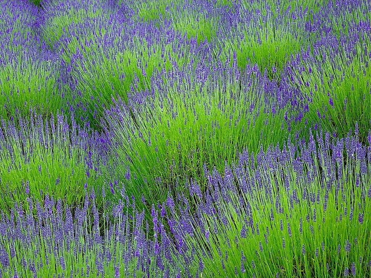 фиолетовое поле лаванды, лаванда, цветы, травы, поле, HD обои