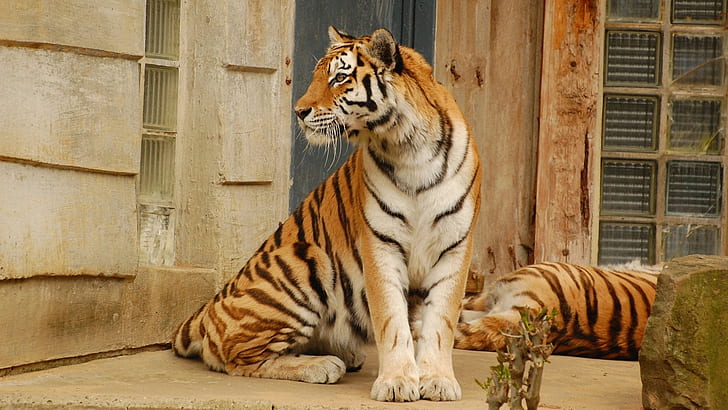 Tiger, Paar, unten, große Katze, HD-Hintergrundbild